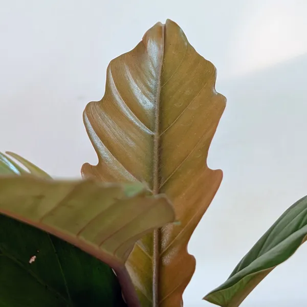 Philodendron_Choco_Empress,_With_White_Decor_Pot
