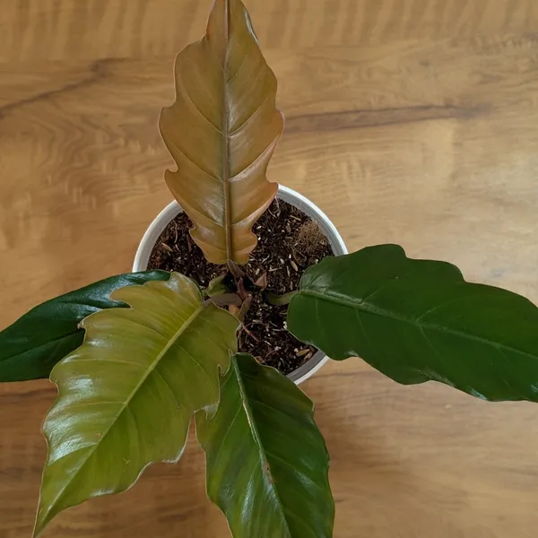 Philodendron_Choco_Empress,_With_White_Decor_Pot