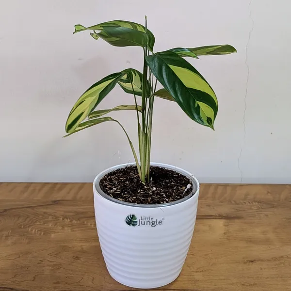 Calathea_Golden_Mosaic,_With_White_Decor_Plant
