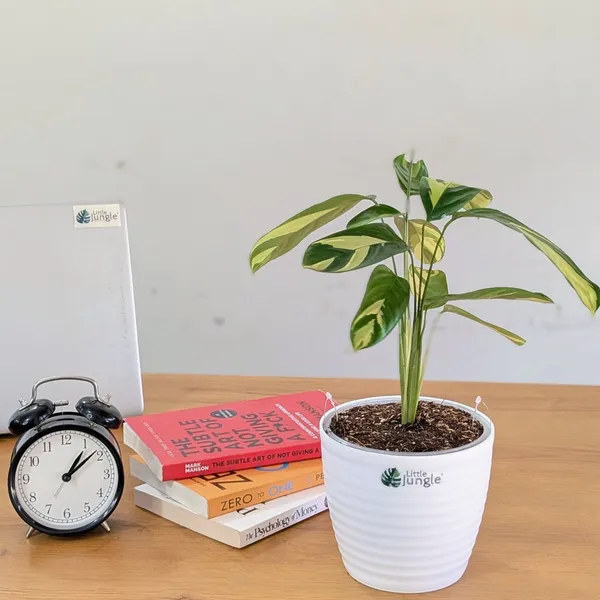 Calathea_Golden_Mosaic,_With_White_Decor_Plant