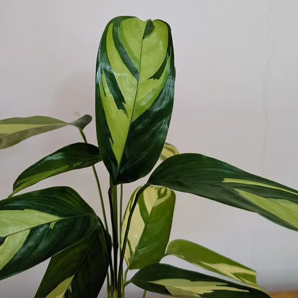 Calathea_Golden_Mosaic,_With_White_Decor_Plant