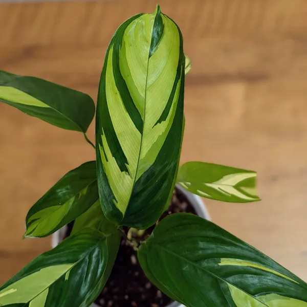 Calathea_Golden_Mosaic,_With_White_Decor_Plant