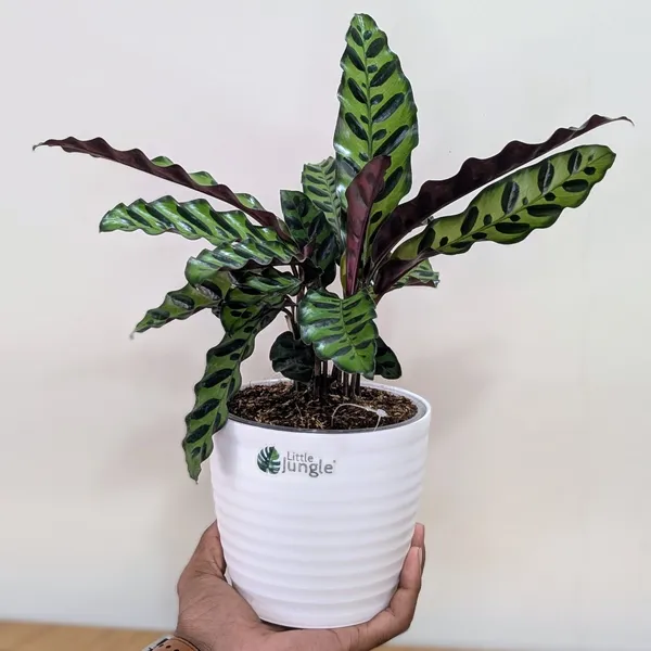 Rattlesnake_Calatheas_With_5.5_Inch_White_Decor_Pot