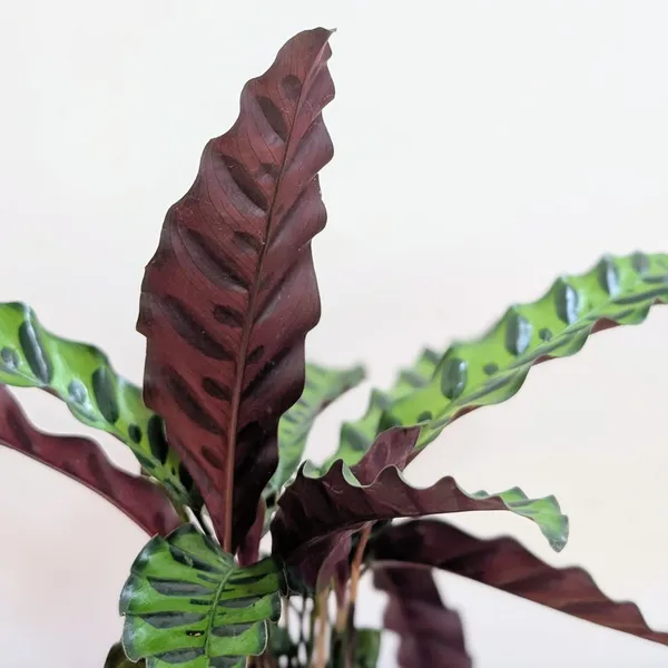 Rattlesnake_Calatheas_With_5.5_Inch_White_Decor_Pot