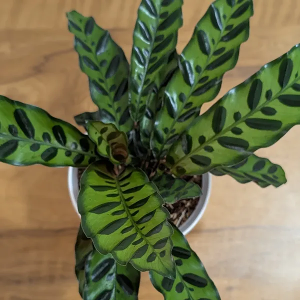 Rattlesnake_Calatheas_With_5.5_Inch_White_Decor_Pot