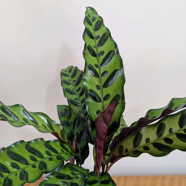 Rattlesnake_Calatheas_With_5.5_Inch_White_Decor_Pot