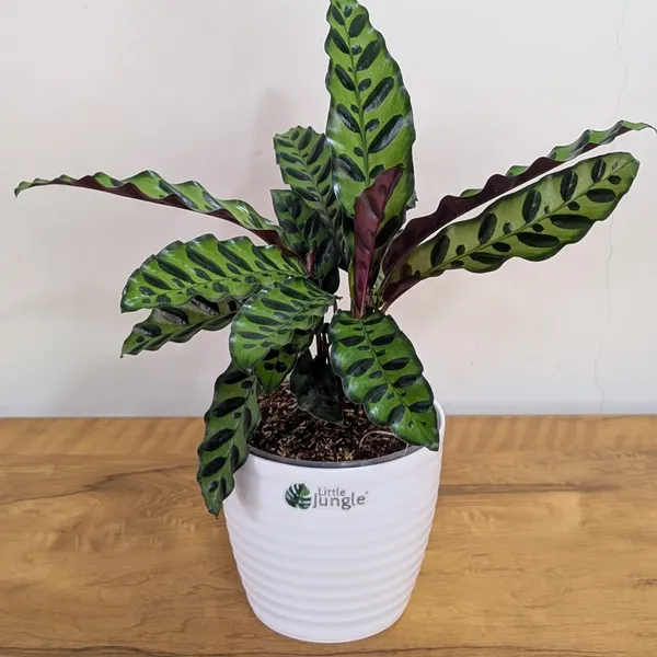 Rattlesnake_Calatheas_With_5.5_Inch_White_Decor_Pot