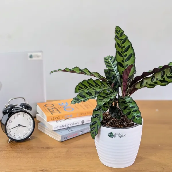 Rattlesnake_Calatheas_With_5.5_Inch_White_Decor_Pot