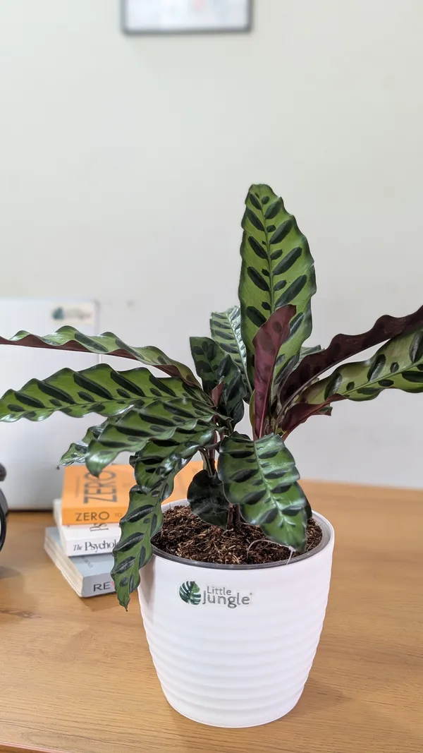 Rattlesnake_Calatheas_With_5.5_Inch_White_Decor_Pot