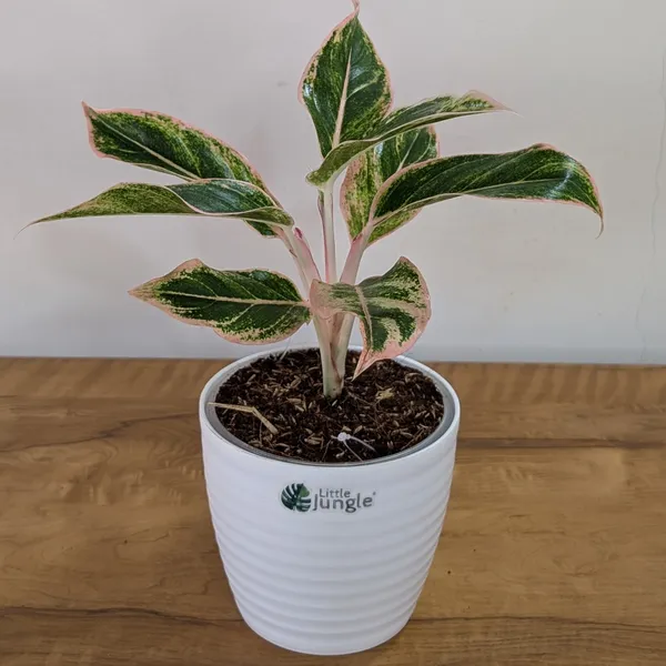 Aglonema_Pink_Aurora,_With_White_Decor_Pot