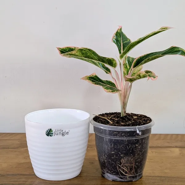 Aglonema_Pink_Aurora,_With_White_Decor_Pot