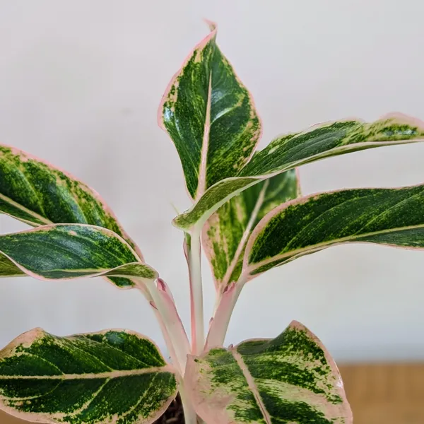 Aglonema_Pink_Aurora,_With_White_Decor_Pot