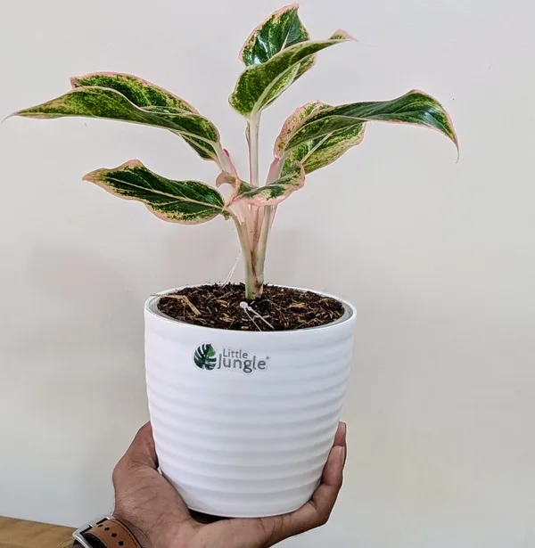 Aglonema_Pink_Aurora,_With_White_Decor_Pot