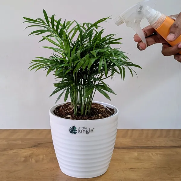 Bamboo_Palm_Plant,_With_White_Decor_Pot