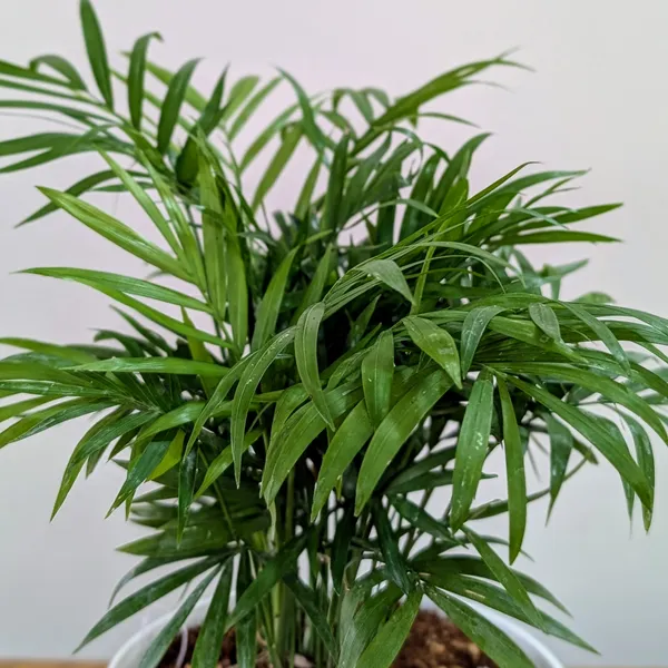 Bamboo_Palm_Plant,_With_White_Decor_Pot