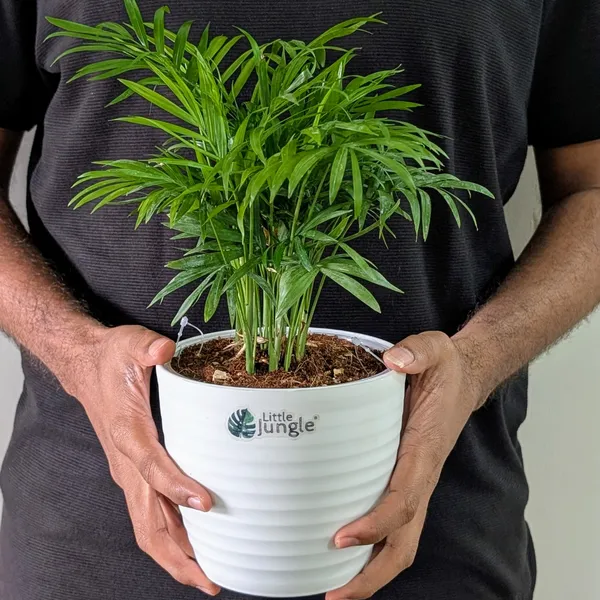 Bamboo_Palm_Plant,_With_White_Decor_Pot