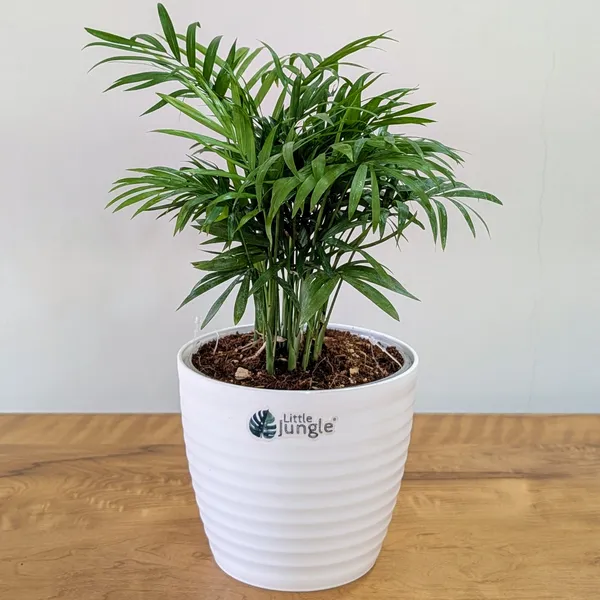 Bamboo_Palm_Plant,_With_White_Decor_Pot