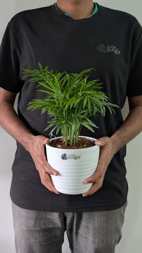 Bamboo_Palm_Plant,_With_White_Decor_Pot
