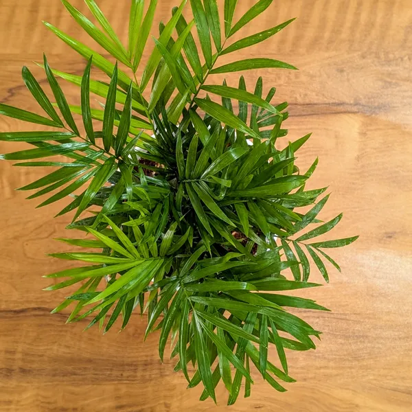 Bamboo_Palm_Plant,_With_White_Decor_Pot