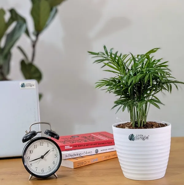 Bamboo_Palm_Plant,_With_White_Decor_Pot