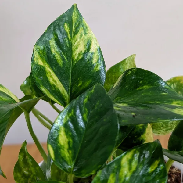 Golden_+_Jade_Pothos,_With_White_Decor_Pot