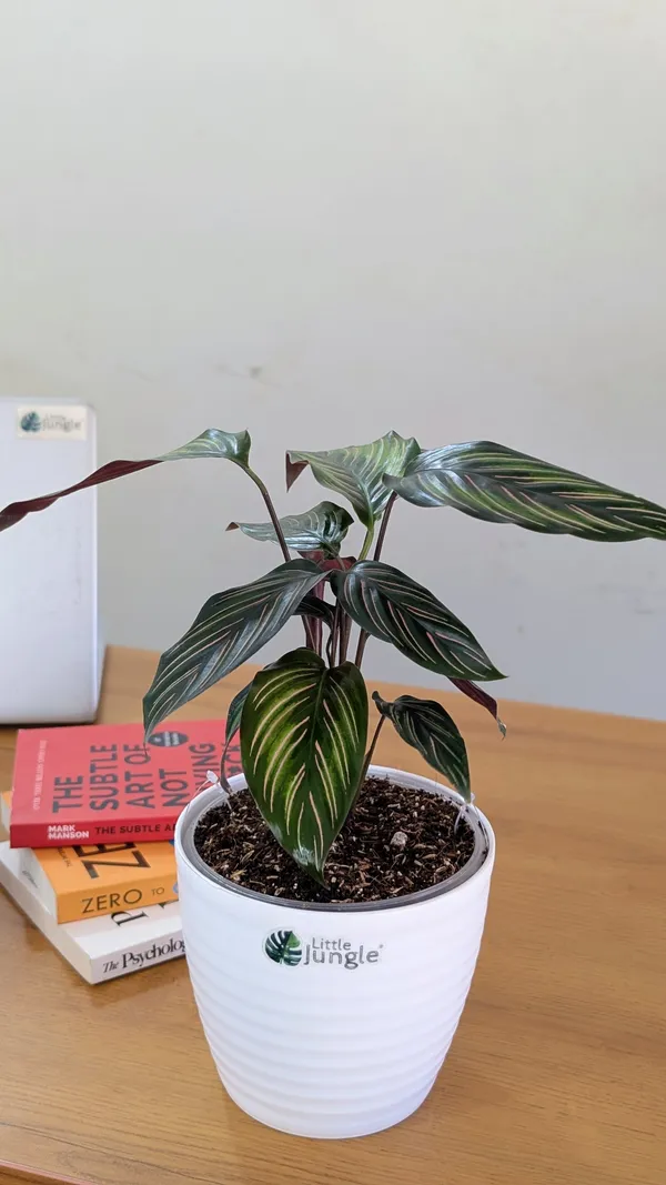 Calathea_Beauty_Star,_With_White_Decor_Pot