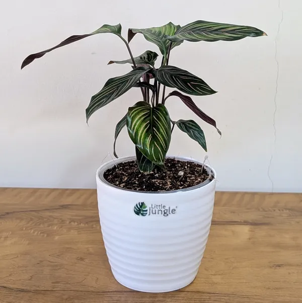 Calathea_Beauty_Star,_With_White_Decor_Pot