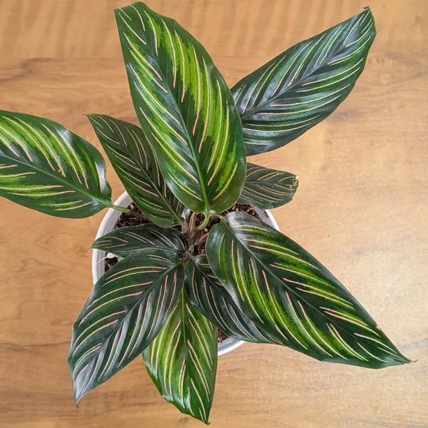 Calathea_Beauty_Star,_With_White_Decor_Pot