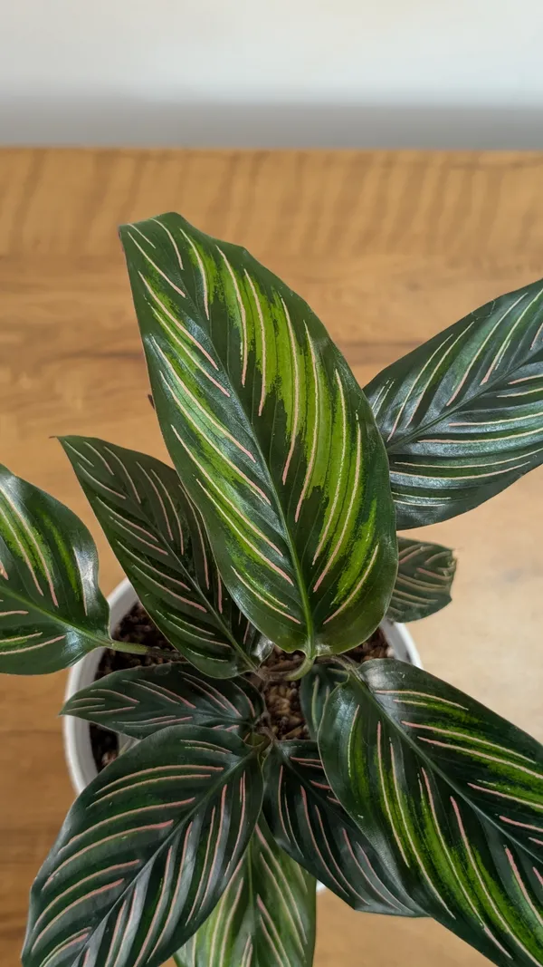 Calathea_Beauty_Star,_With_White_Decor_Pot