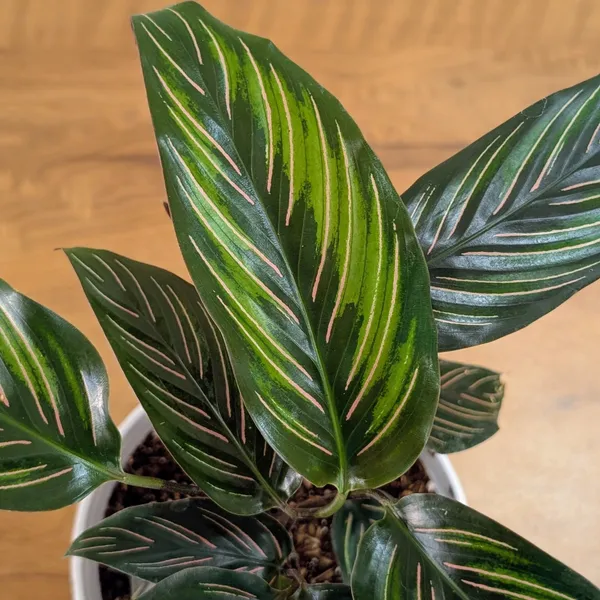 Calathea_Beauty_Star,_With_White_Decor_Pot