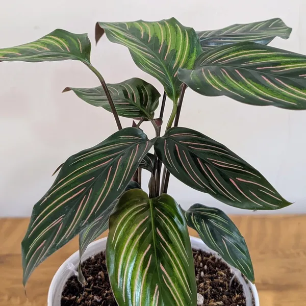 Calathea_Beauty_Star,_With_White_Decor_Pot