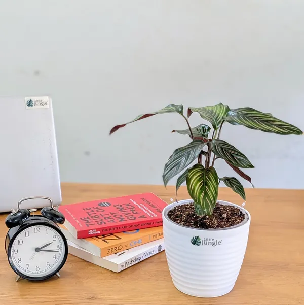 Calathea_Beauty_Star,_With_White_Decor_Pot