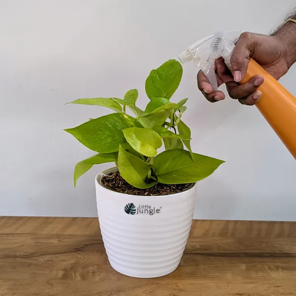 Neon_Pothos,_With_White_Decor_Pot