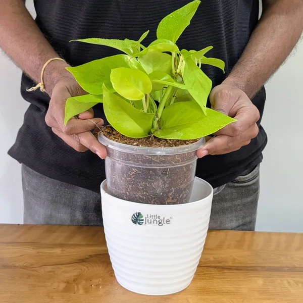 Neon_Pothos,_With_White_Decor_Pot