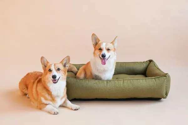 Royals_Rore_Dog_Bed_Soft_Machine_Washable_Reversible_Dog_Bed_for_Small_|_Medium_|_Large_|_Extra_Large_|_XL_|_L_|_XXL_|_XXXL_|_Cats_|_Puppy_|_Pet_|_Dog_Beds_(Green)_(XXL)