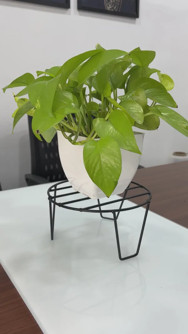 Black_Metal_Planter_Stand_Set,_Round_Wire_Design,_Indoor_Outdoor_Flower_Pot_Holders,_._Flower_Pot_Stand_For_Home,_Office_,_Balcony_Table_,_Pack_Of_5_+_1_FREE