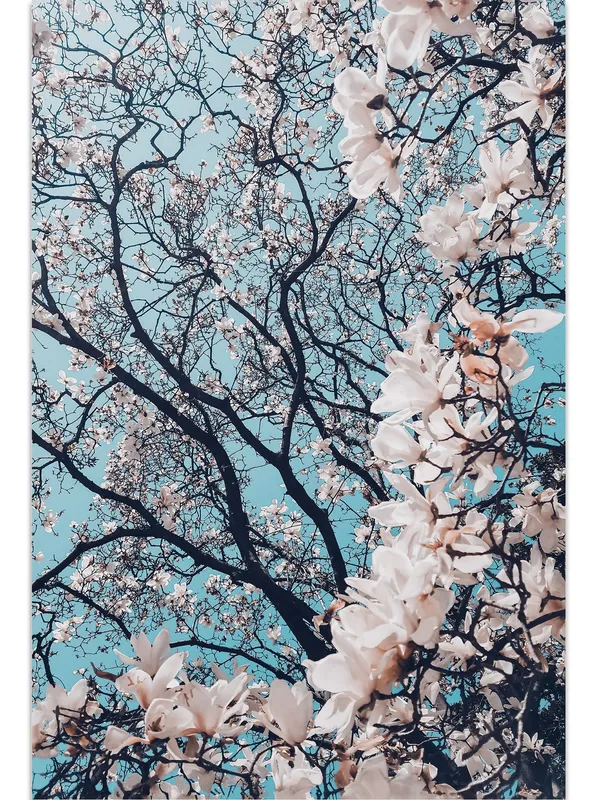 Premium_Canvas_Print_Of_Sakura_-_Cherry_Blossoms_Art_-_16InchX24Inch_Stretched_And_Framed_In_Teakwood_With_Back_Support