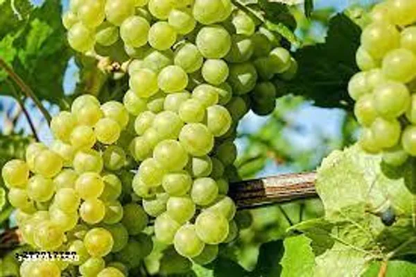 Grapes_plant_hybrid