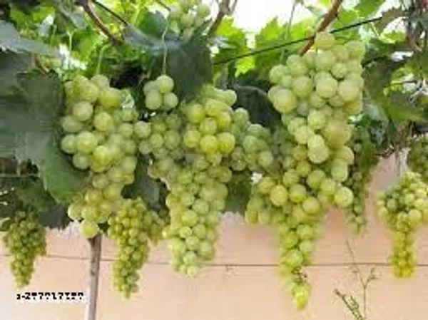 Grapes_plant_hybrid