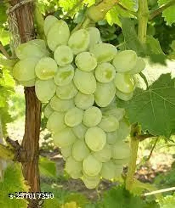 Grapes_plant_hybrid