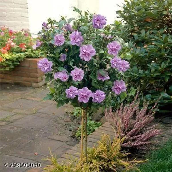 Purple_Rose_Rasia