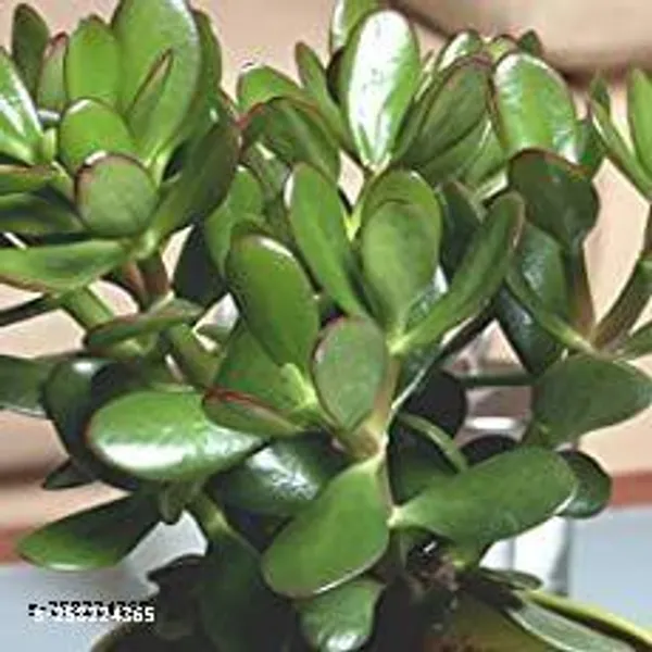 Money_plant_tree