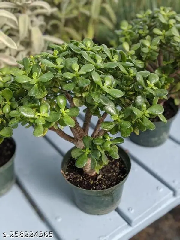 Money_plant_tree