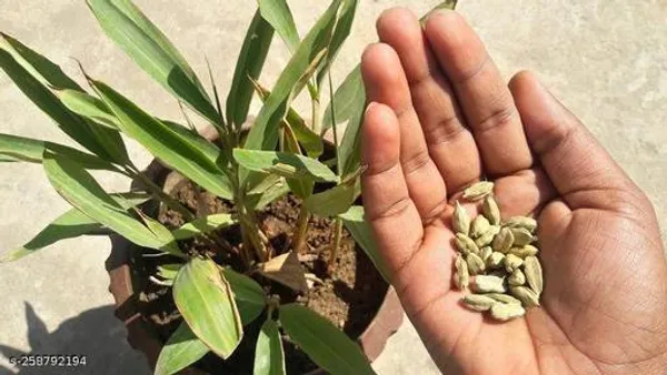 Elachi_plant