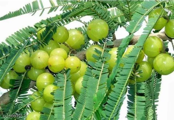 Thai_amla_plant