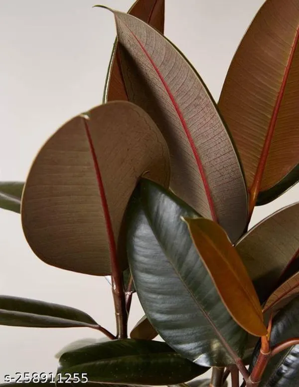 Omen_Rubber_plant_tree_(pack_of_1)