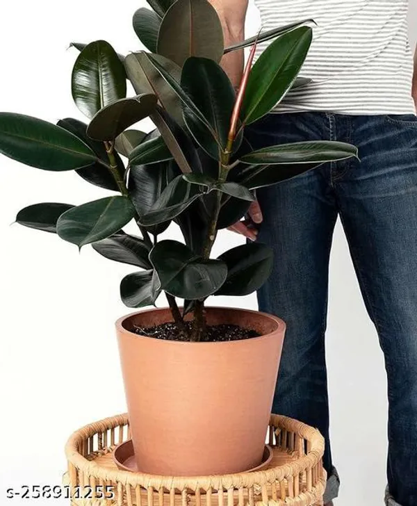 Omen_Rubber_plant_tree_(pack_of_1)