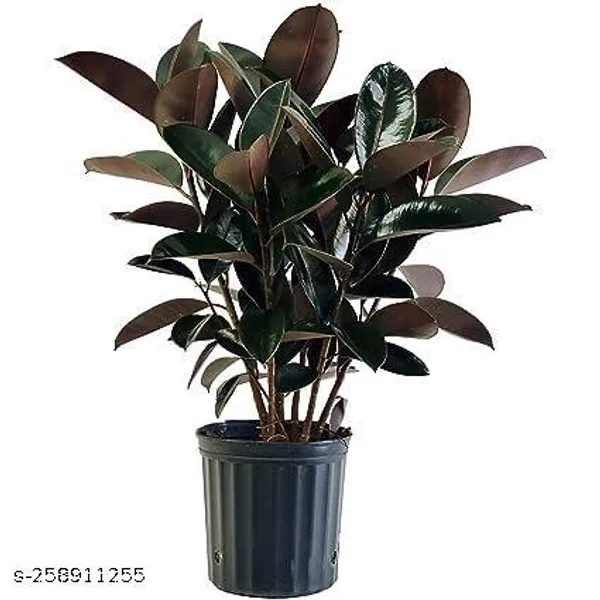 Omen_Rubber_plant_tree_(pack_of_1)