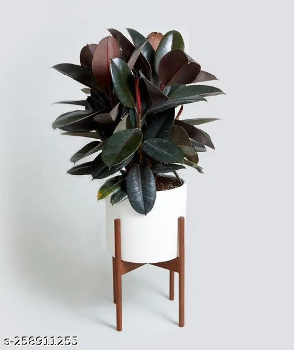 Omen_Rubber_plant_tree_(pack_of_1)