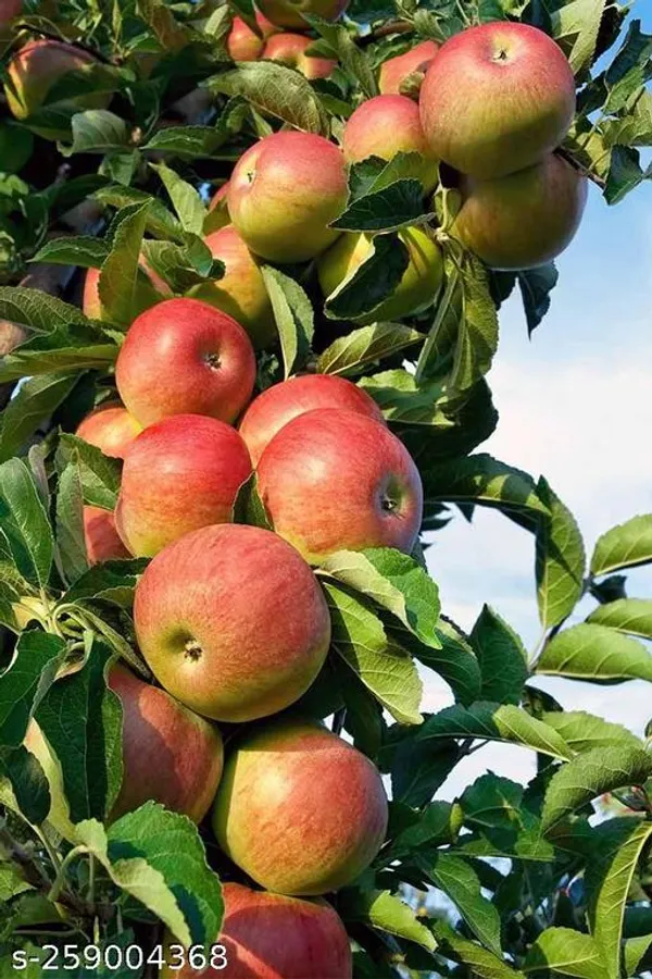 Apple_Rasia